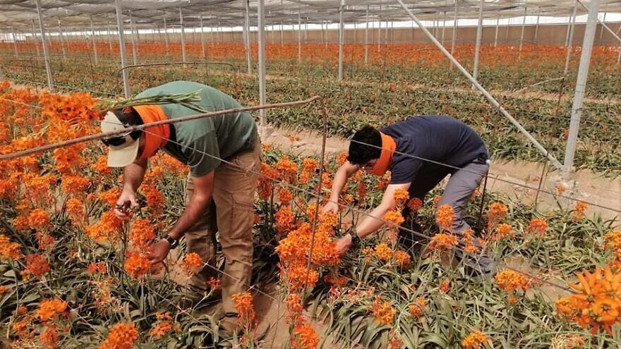 Arava farmers donate flowers to Holocaust survivors in Israel for Yom Hashoah